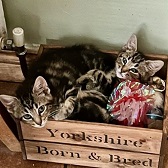 Rescue cats Copper & Brass from  4 The Love of Cats Rescue, Rotherham, needs home