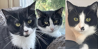 Rescue cats Drizzy, Anastasia and Clementine from Tails Animal Welfare, Liverpool, Merseyside, need a home