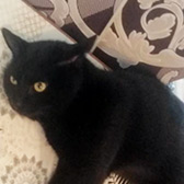 Rescue Cat Elio, Cat Rescue West Wales,  Whitland needs a home
