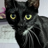 Rescue cat Gaia from Stepping Stones Cat Rescue, Sutton, needs home