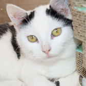 Rescue cat Henry from Cat Action Trust 1977 - Ayrshire, Kilmarnock, Strathclyde, needs a home