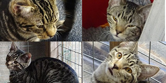 Rescue cats Horace, Morris, Wallace and Doris from RSPCA - Ceredigion, Ceredigion, Pembrokeshire, Wales, need a home