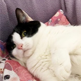 Rescue cat Jasmine from Thanet Cat Club, Broadstairs, East Kent, needs a home