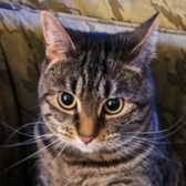 Rescue Cat Kiwi, Boote Home for Cats,, Liverpool needs a home