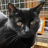 Rescue cat Lala from Cats Protection - Worthing & District worthing, West Sussex, needs a new home