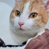 Rescue cat Lily from Felines 1st, Crawley,  Surrey, West Sussex and East Sussex, needs a home