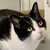 Rescue cat Lily, at Macclesfield, South East Cheshire & Buxton, needs a new home