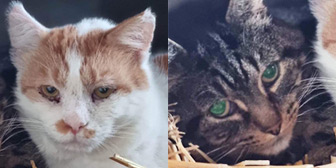 Rescue cats Logan and BobCat from Stray Cat Rescue Team West Midlands, Wolverhampton, West Midlands, needs a home