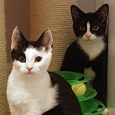 Rescue cats Missy &. Sheldon, at Stray Cat Rescue Team West Midlands, Wolverhampton, need a new home