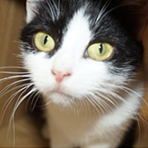 Rescue cat Moira from Cat Action Trust 1977 - Ayrshire, Kilmarnock, Strathclyde, needs a home