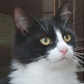 Rescue cat Pandie from Cats In Crisis - Epsom, Epsom, Surrey, needs a home