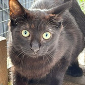Rescue cat Sally from Tails Animal Welfare, Liverpool, Merseyside, needs a home