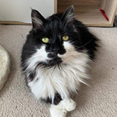 Rescue cat Scampi from Cat Supporters South Wales, Cardiff, Southern Wales, needs a home