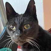 Rescue cat Sooty from Tails Animal Welfare, Liverpool, Merseyside, needs a home