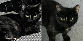 Rescue cats Thalia and Tia from 4 The Love of Cats Rescue, Rotherham, South Yorkshire, need a home