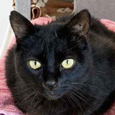 Rescue cat Tiddles from Cats Protection - Crawley, Reigate & District, Surrey, West Sussex, needs a home