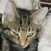 Rescue Cat Tigger, Tails Animal Welfare, Liverpool needs a home