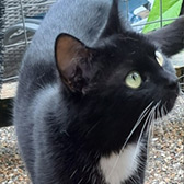 Rescue cat Willow from Maesteg Animal Welfare Society, Bridgend, Maesteg, The Valleys, The Vale and Cardiff, Barry and Rhoose, Wales, needs a home