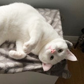 Rescue cat Angel from Cats Protection - Lea Valley, Enfield, London East, Hertfordshire, Essex, needs a home
