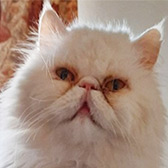 Rescue cat Ava from Strawberry Persian Pedigree Cat Rescue UK, West Midlands, needs a home