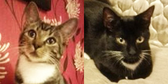 Rescue cats Bodhi and Charlie from Croydon Animal Samaritans, Croydon, South London, Surrey, need a home