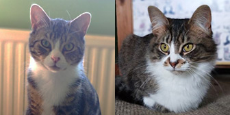 Rescue cats Dylan and Dougal from Wonky Pets Rescue, Northampton, Derbyshire, Northamptonshire, Warwickshire, West Midlands, need a home