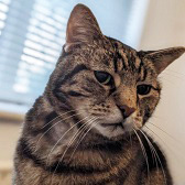 Rescue cat Ellis from Cats Protection - North Wirral, needs home