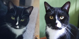 Rescue cats Emmy and Zeb from Wonky Pets Rescue, Northampton, Derbyshire, Northamptonshire, Warwickshire, West Midlands, need a home