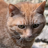Rescue Cat Ginger from Consett Cat Rescue, Durham, needs a home