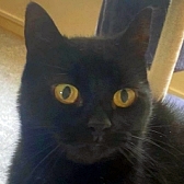 Rescue cat Holly, at RSPCA Northamptonshire, needs a new home