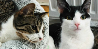 Rescue cats Lilly and Felix from Cat Action Trust 1977 - Leeds, Leeds, West Yorkshire, need a home