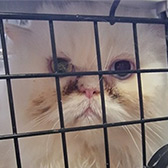 Rescue cat Maisie from Strawberry Persian Pedigree Cat Rescue UK, West Midlands, needs a home