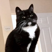 Rescue cat Margot, at Pippa’s Army – Lost & Found Pets Havering & Thurrock, Grays, Essex, needs a new home