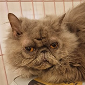 Rescue cat Mavis from Strawberry Persian Pedigree Cat Rescue UK, West Midlands, needs a home