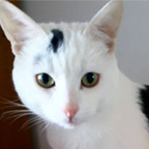 Rescue cat Mo Mo from Royston Animal Welfare, Barnsley, South Yorkshire, West Yorkshire, needs a home