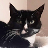 Rescue cat Penny from Cats Protection - North Wirral, Merseyside, needs a home