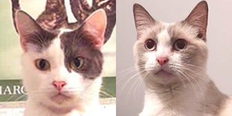 Rescue cats Peter and Pearl from Cats Protection - Lea Valley, Enfield, London East, Hertfordshire, Essex, need a home