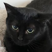 Rescue cat Squid from Consett Cat Rescue, Consett, County Durham, needs a home