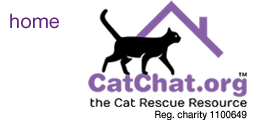 Cat Chat Support Shop